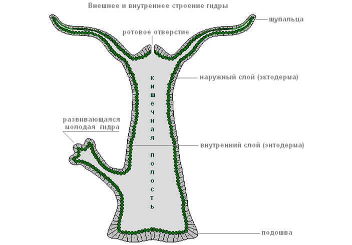 Кракен не заходит